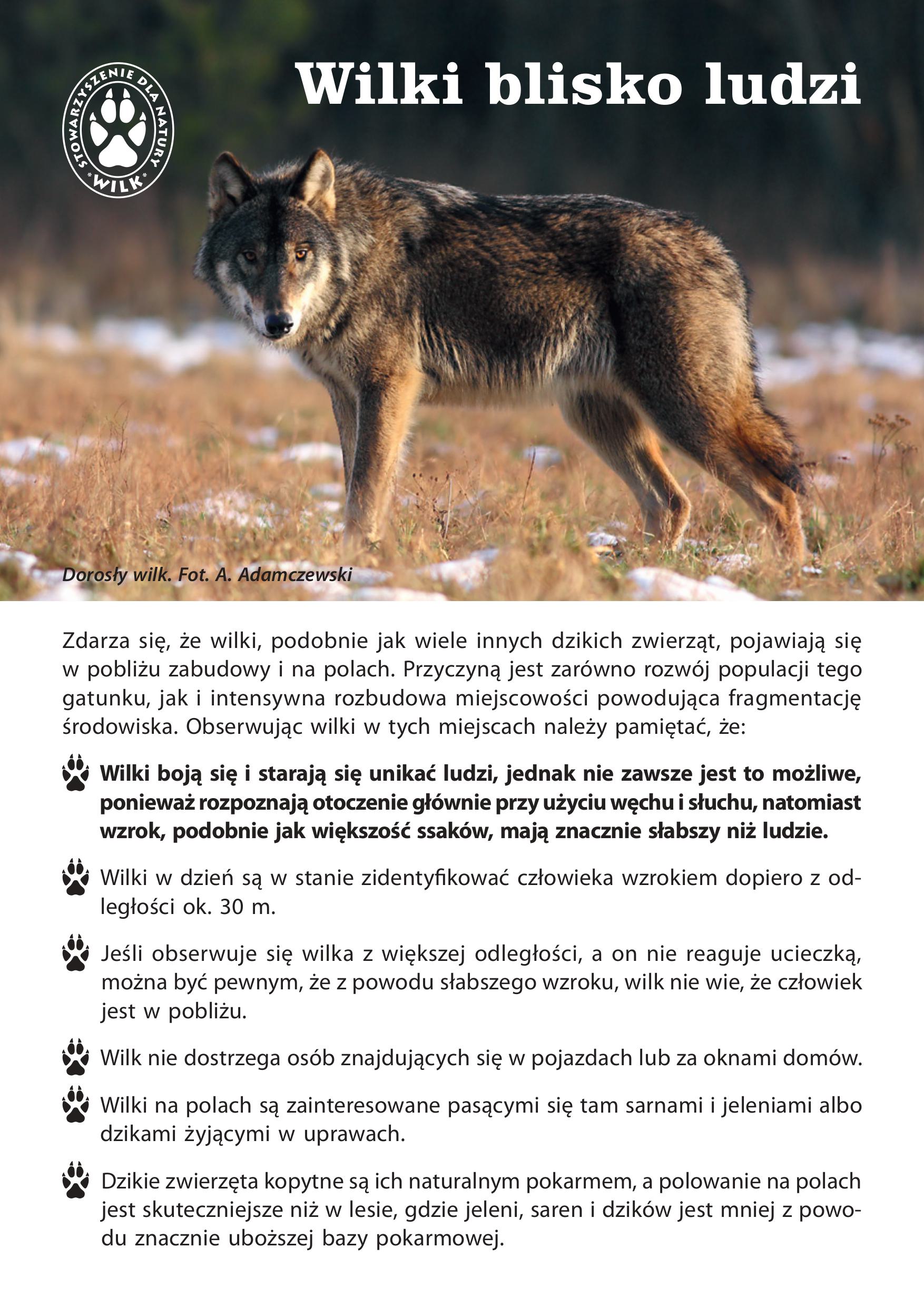 Wilki w terenach zabudowanych 2025 ulotka internet obrazy 0